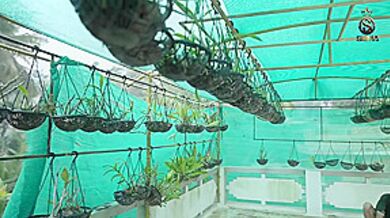 Indian Bbw Sucks Hard Dick