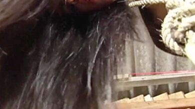 Ts In Latex Acquires Dominated