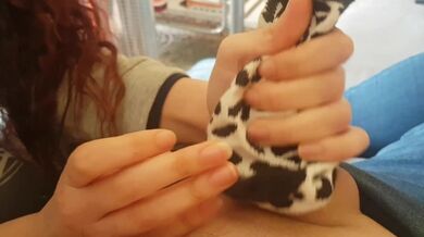 Padrona Darkshine masturba il suo schiavo con un calzino e lo fa sborrare nel calzino (da Onlyfans)