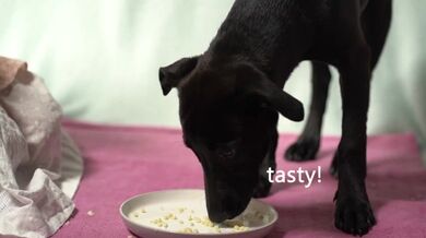 Il video filtrato di Alena, lesbica italiana, di Alagna, che ingoia tutto