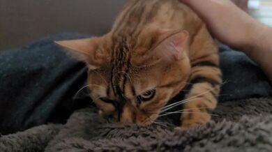 La domenica mattina inizia con l'essere svegliato da un simpatico gattino ... . Normalmente cool, è una dolce