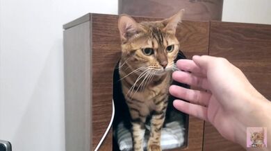 Ho guardato nella stanza del gattino dei miei sogni e all'improvviso è iniziato un gioco intenso...