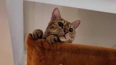 Normally gets excited 