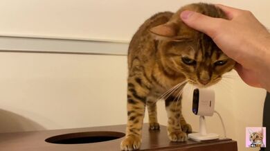 Ho sbirciato nella sua stanza e il gattino casalingo si è avvicinato a me!