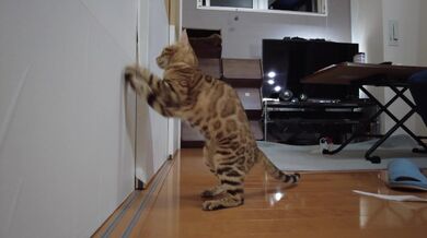 Una figa che vuole che tu giochi con i suoi miagolii e ti invita a giocare con lei ... . Lo sentirai n