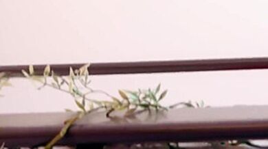 Angellica Goods College Kitchen Affair Sparks Wild Heat