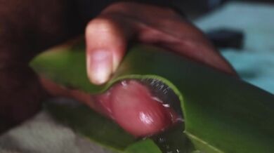 masturbandome con aloe vera hasta sacar mi leche espesa