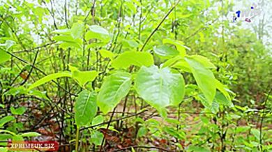 Watch Sensual Misss Xxx